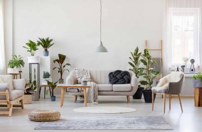 Quais são as plantas ideais para cultivar nos apartamentos?